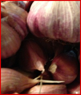 Garlic Garlic