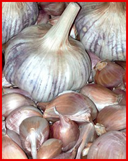 Thai Purple Garlic